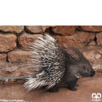 گونه تشی Indian Crested Porcupine